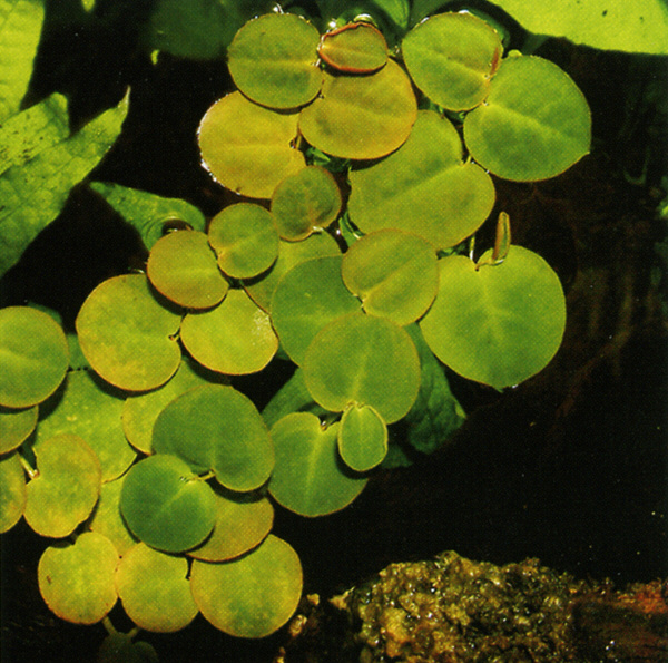 Phallanthus fluitans